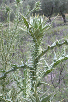 Taurian Cotton Thistle