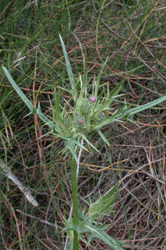 Syrian Thistle