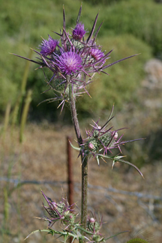 Syrian Thistle