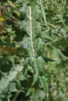 Syrian Thistle