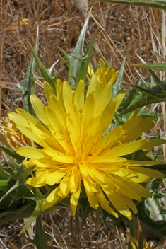 Common Golden Thistle