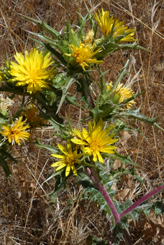 Common Golden Thistle