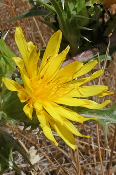 Common Golden Thistle