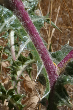 Common Golden Thistle