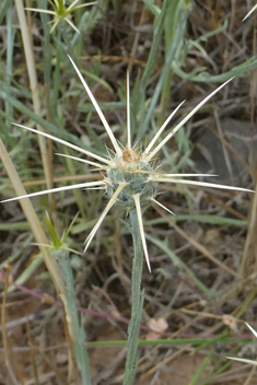 Yellow Star-thistle