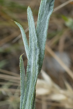 Yellow Star-thistle