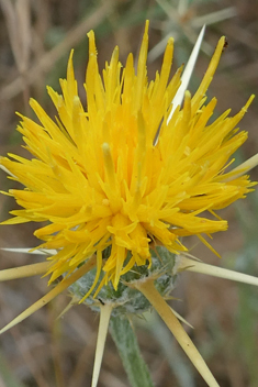 Yellow Star-thistle