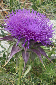 Taurian Cotton Thistle