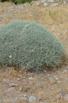 Spiny Knapweed