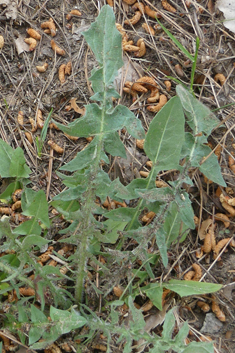 Urville's Knapweed