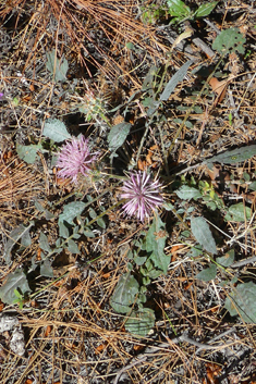 Urville's Knapweed