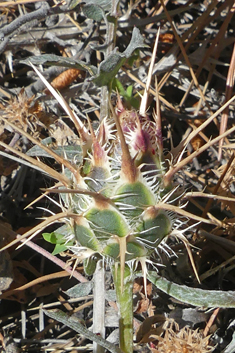 Urville's Knapweed