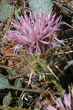 Urville's Knapweed