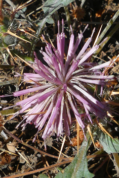 Urville's Knapweed