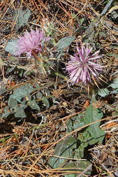 Urville's Knapweed