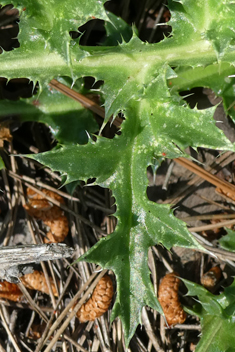 Corymbose Distaff Thistle