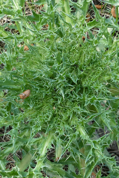 Corymbose Distaff Thistle