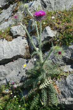 Greek Musk Thistle