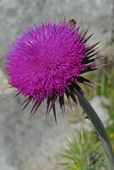 Greek Musk Thistle