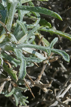 Spiny Knapweed