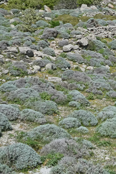 Spiny Knapweed