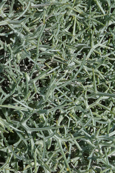 Spiny Knapweed