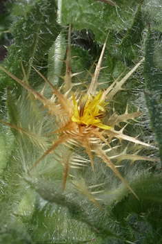 Blessed Thistle