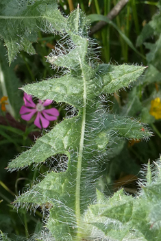 Blessed Thistle