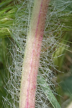 Blessed Thistle