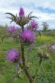 Syrian Thistle