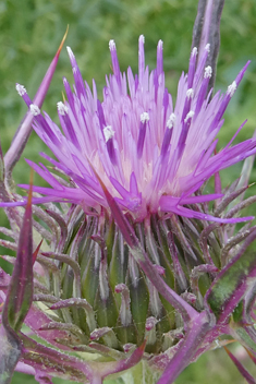 Syrian Thistle