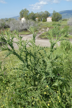 Taurian Cotton Thistle