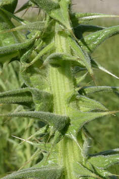 Taurian Cotton Thistle