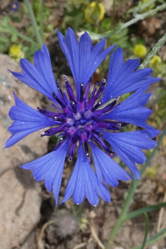 Common Cornflower