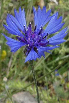 Common Cornflower