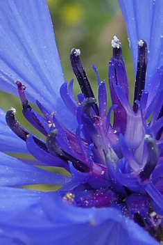 Common Cornflower