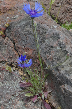 Common Cornflower