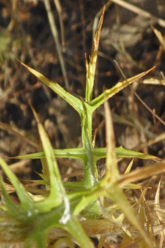 Downy Safflower