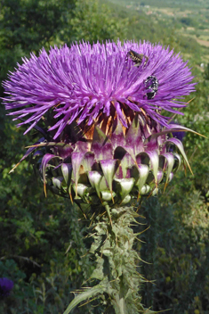 Illyrian Cotton Thistle