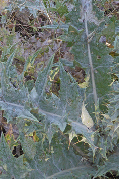 Illyrian Cotton Thistle