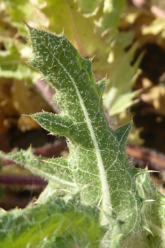 Blessed Thistle