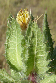 Blessed Thistle