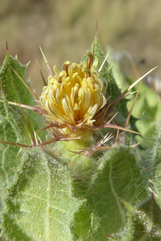 Blessed Thistle