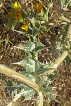 Common Golden Thistle