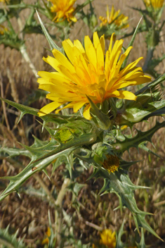 Common Golden Thistle