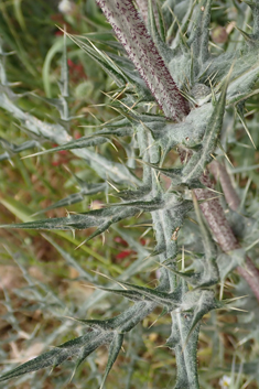 Spiny Globe-thistle