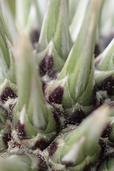 Spiny Globe-thistle