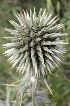 Spiny Globe-thistle