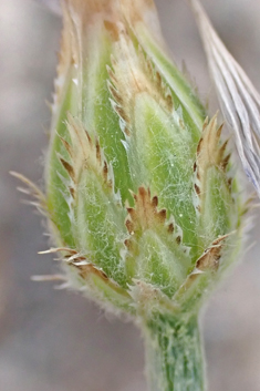 Common Cornflower