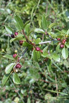 Rock Buckthorn